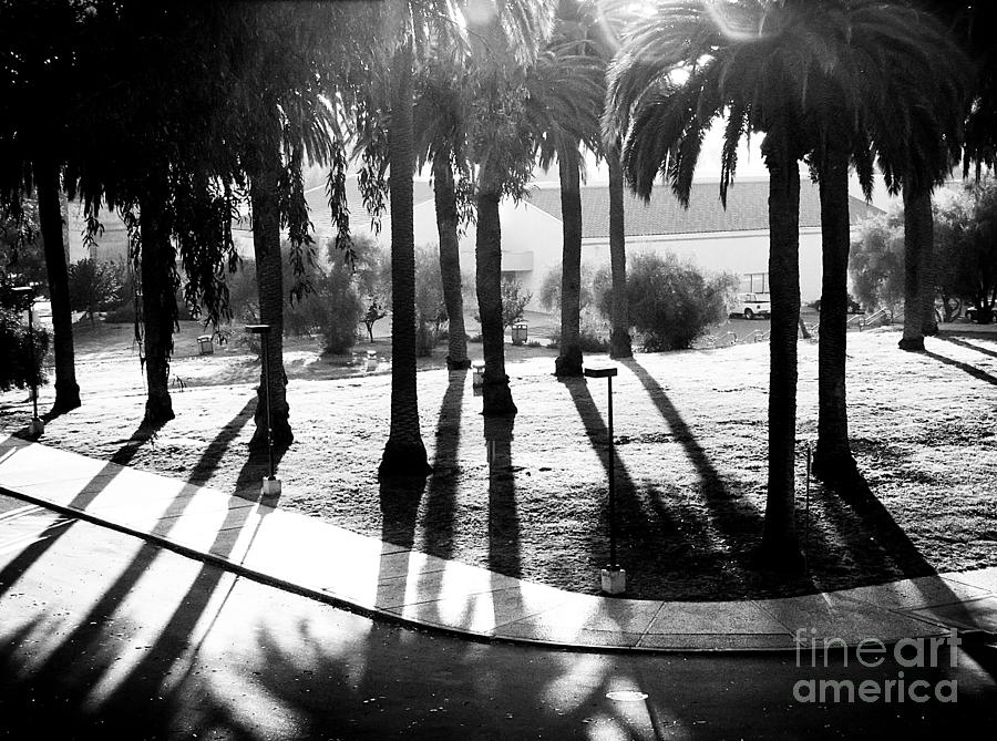 Palm Bosque at Dusk Photograph by Ellen Cotton
