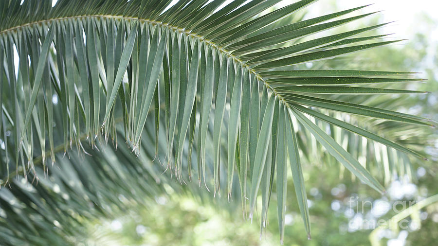 Palm Branch On The Blurred Background Photograph