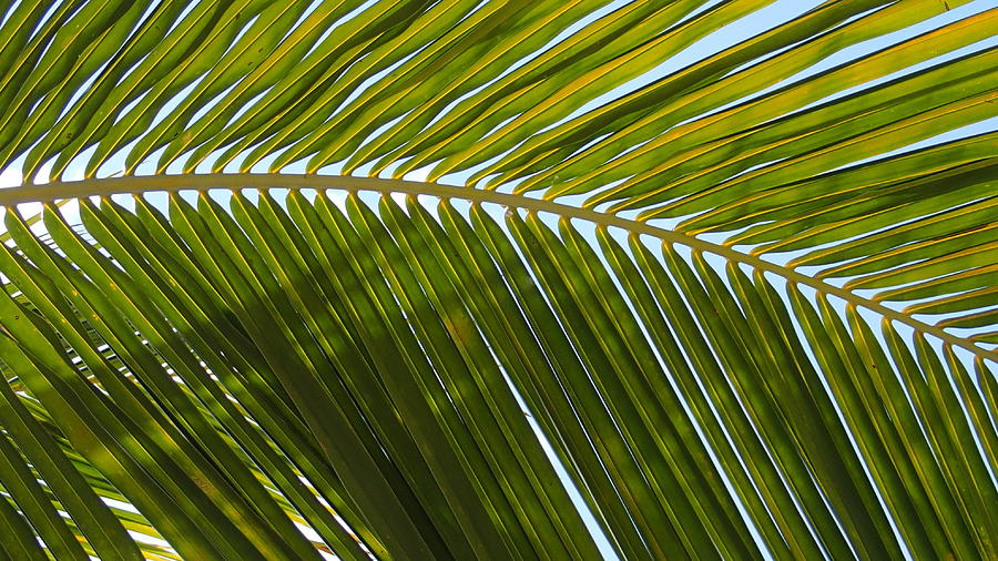 Palm Branch Original Digital Art by Geoff Strehlow