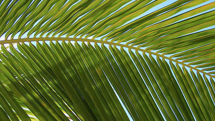 Palm Branch Smooth Digital Art by Geoff Strehlow