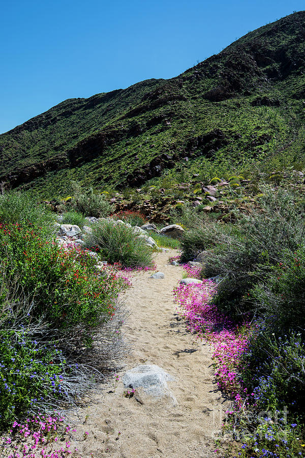 Palm Canyon Trail Photograph by Baywest Imaging