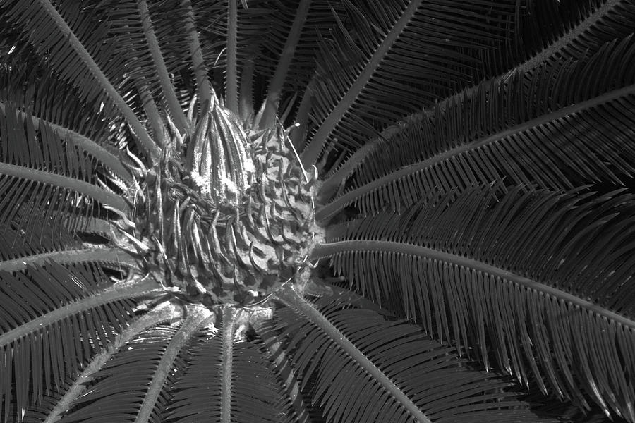 Palm Center Photograph by Robert Wilder Jr