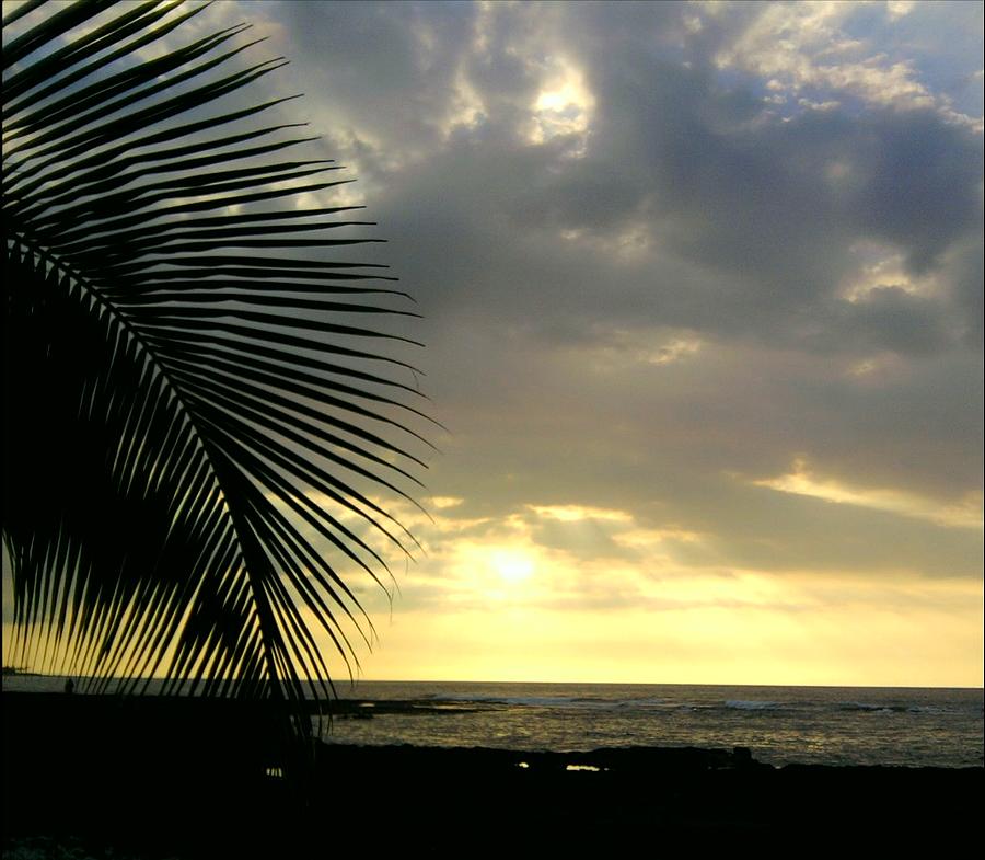 Sunset Photograph - Palm by Charles  Jennison