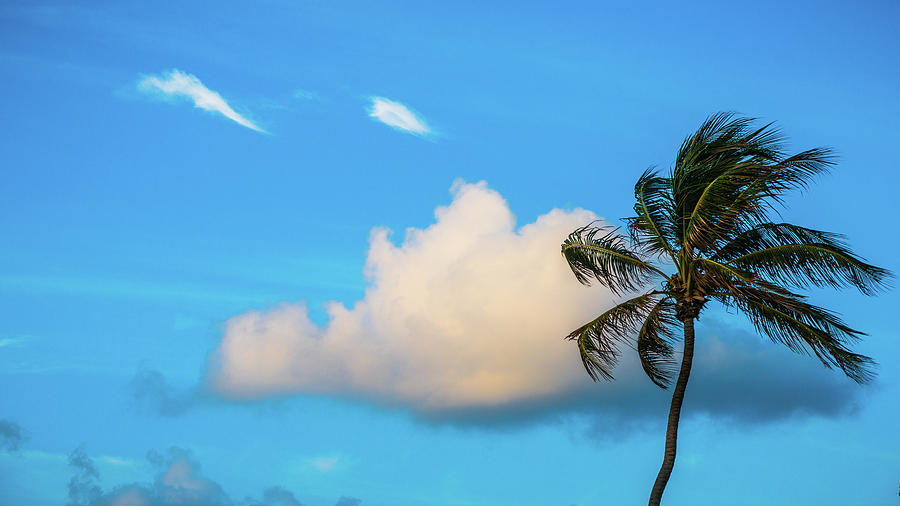 Palm Cloud Delray Beach Florida Photograph by Lawrence S Richardson Jr