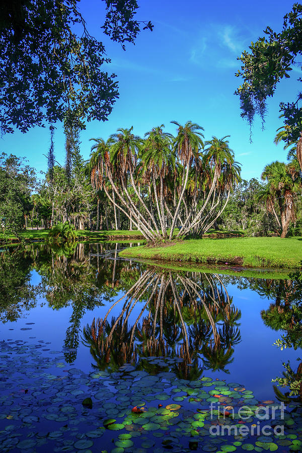 Palm Cluster Reflection Photograph by Tom Claud