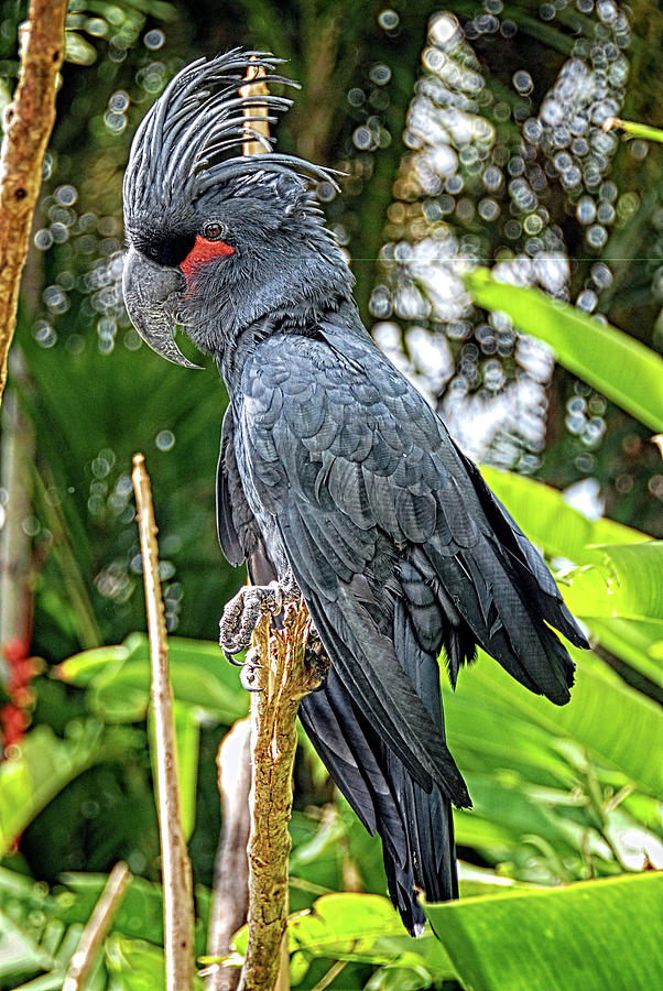 Palm cockatoo Photograph by Andrei SKY