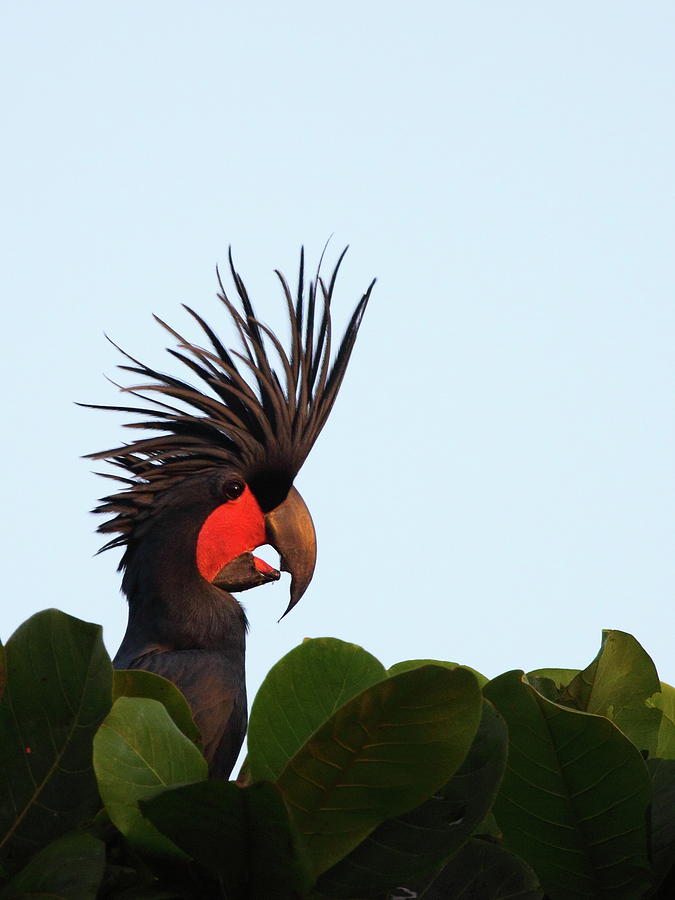Palm Cockatoo Portrait Photograph by Bruce J Robinson