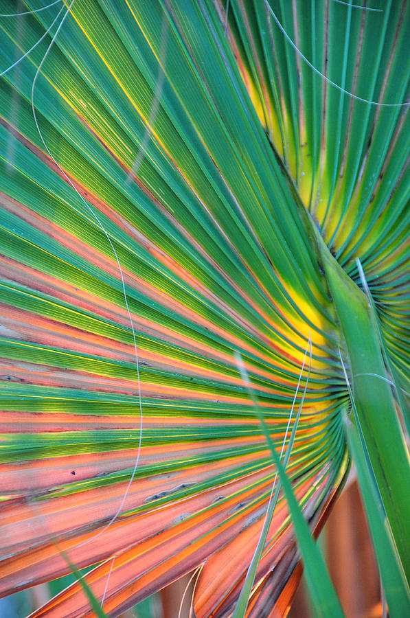 Nature Photograph - Palm Colors by Jan Amiss Photography