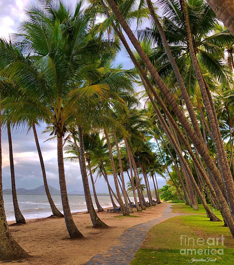 Palm Cove by Jacqueline Faust Palm Cove by Jacqueline Faust