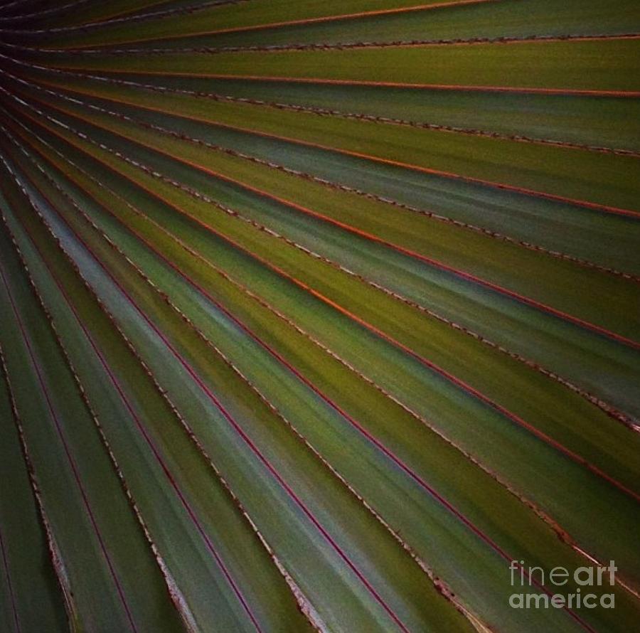 Palm Photograph by Denise Railey