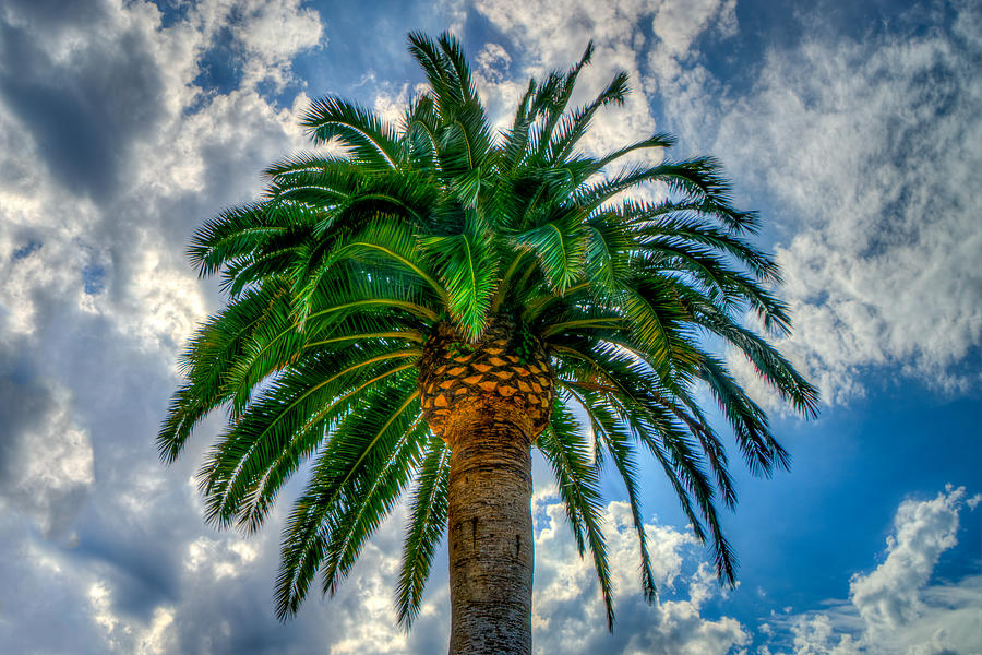Palm Photograph by Derek Dean