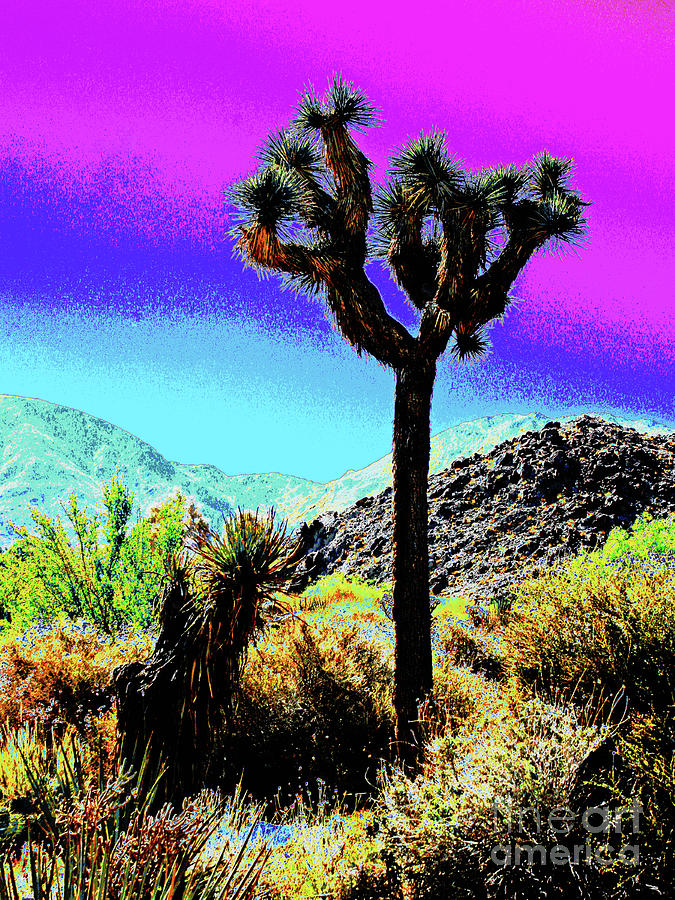 Palm Desert Cactus Photograph by Larry Oskin