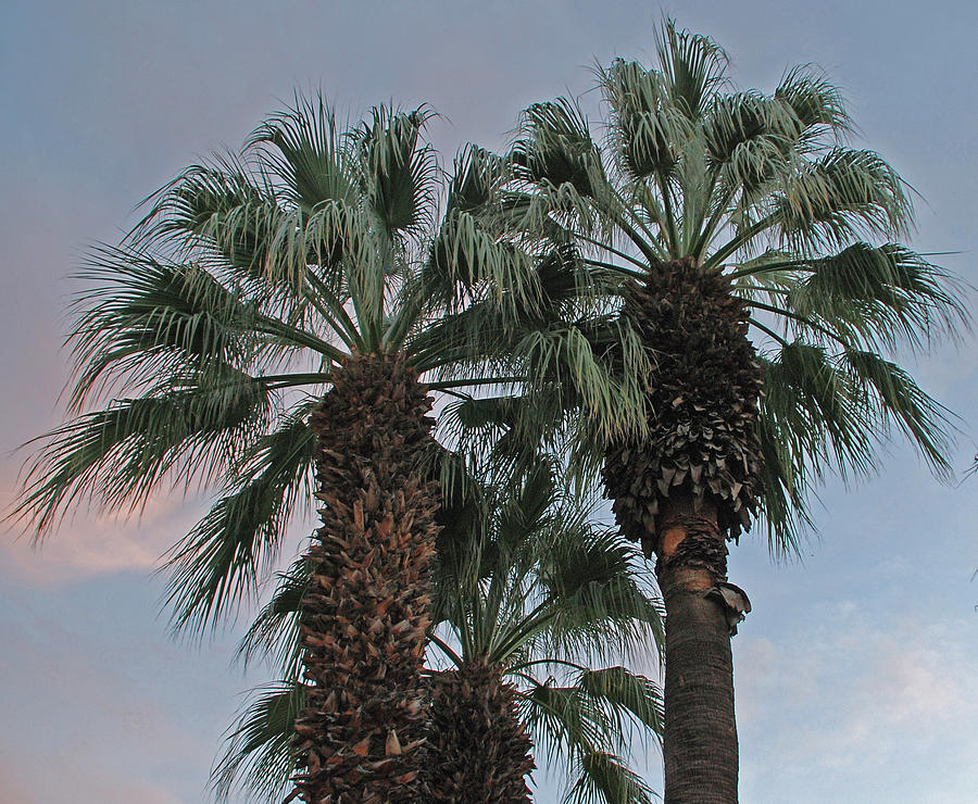 Palm Desert Palms  Photograph by Carol Eliassen