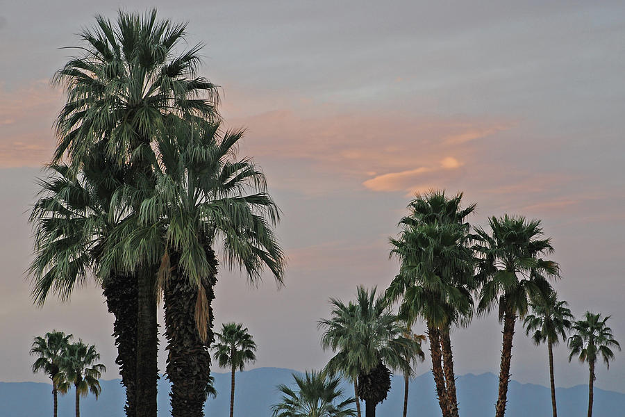 Sunset Photograph - Palm Desert Sunset  by Carol Eliassen
