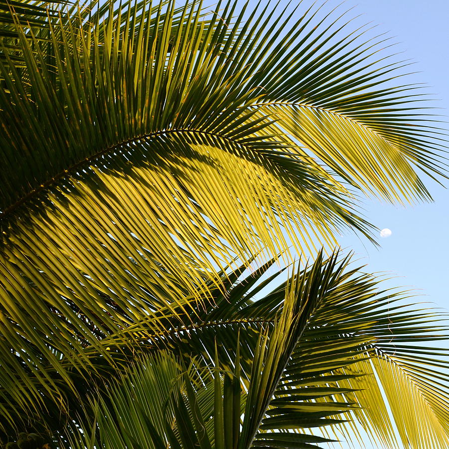 Palm detail Photograph by Corinne Rhode
