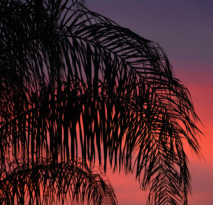 Palm dusk Photograph by David Lee Thompson