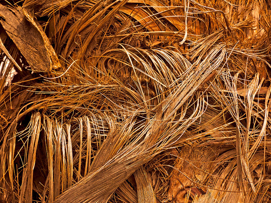 Palm Effusion in WInter Photograph by Lynda Lehmann