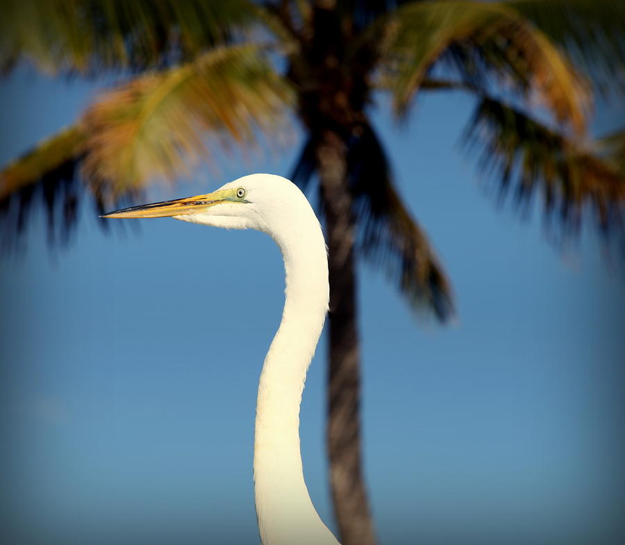 Palm Egret Photograph by Karen Wiles