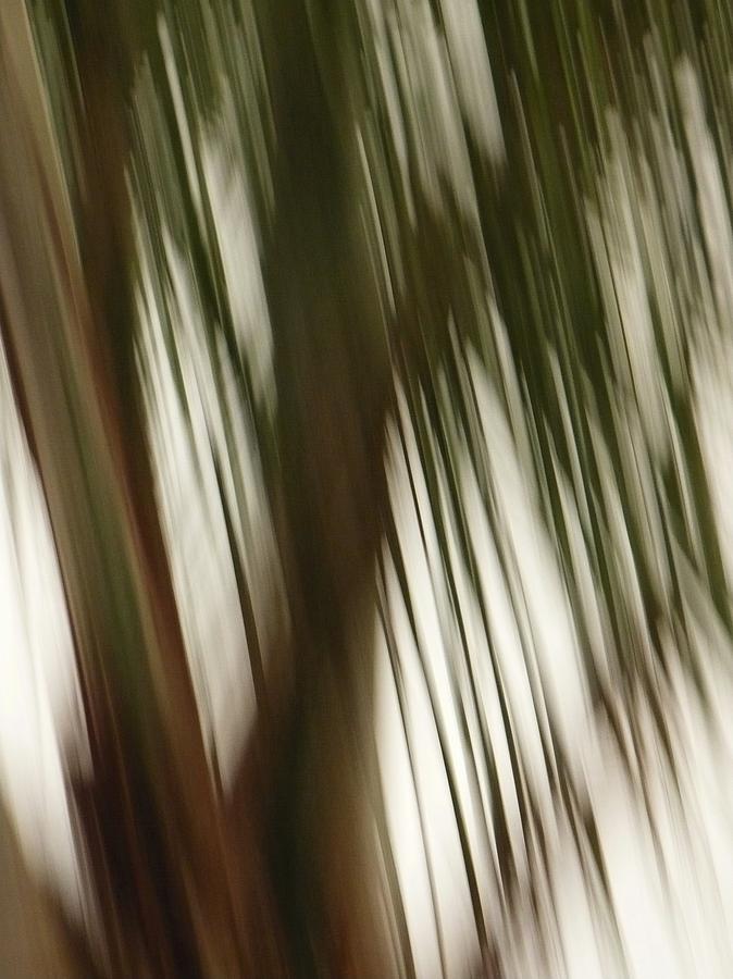 Palm Fall Photograph by Florene Welebny