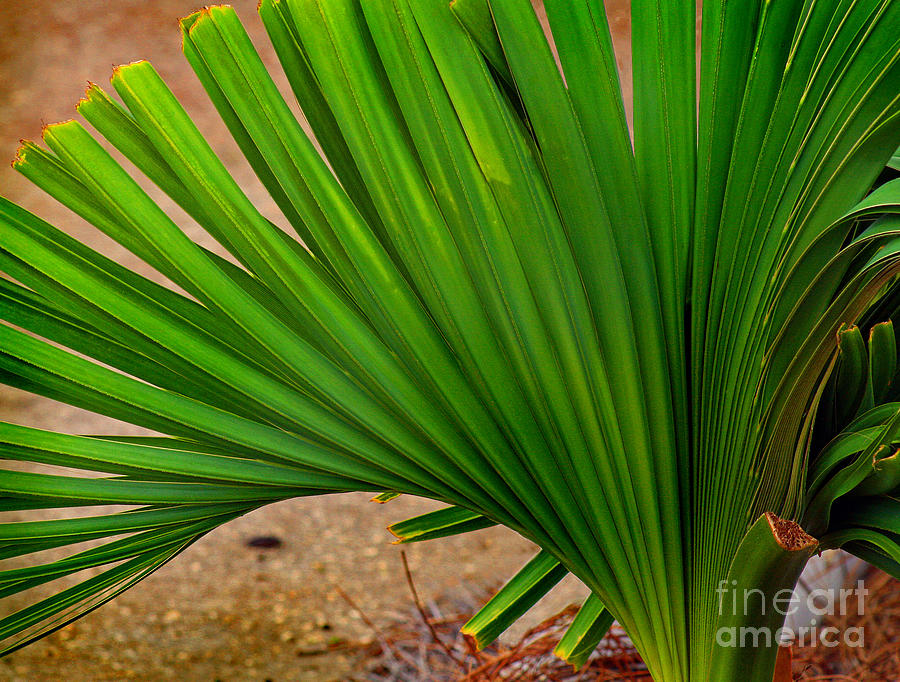 Palm Fan Photograph by Karen Adams