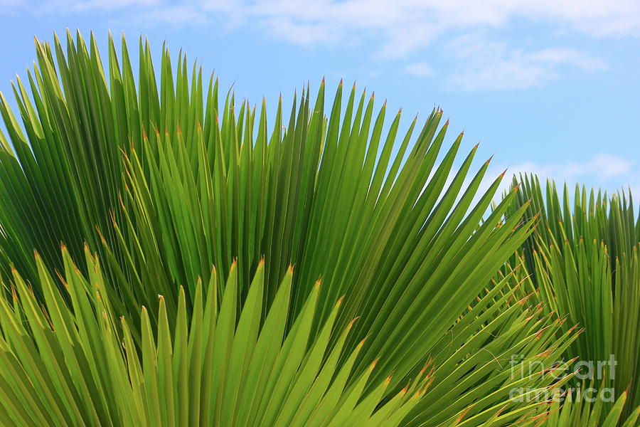 Palm Fans Photograph by Alice Terrill