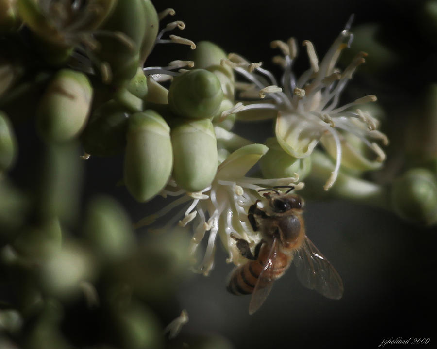 Palm Flower Bee Photograph by Joseph G Holland