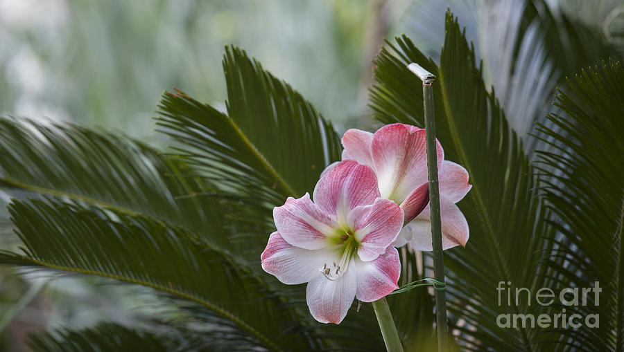 Palm Flower Photograph