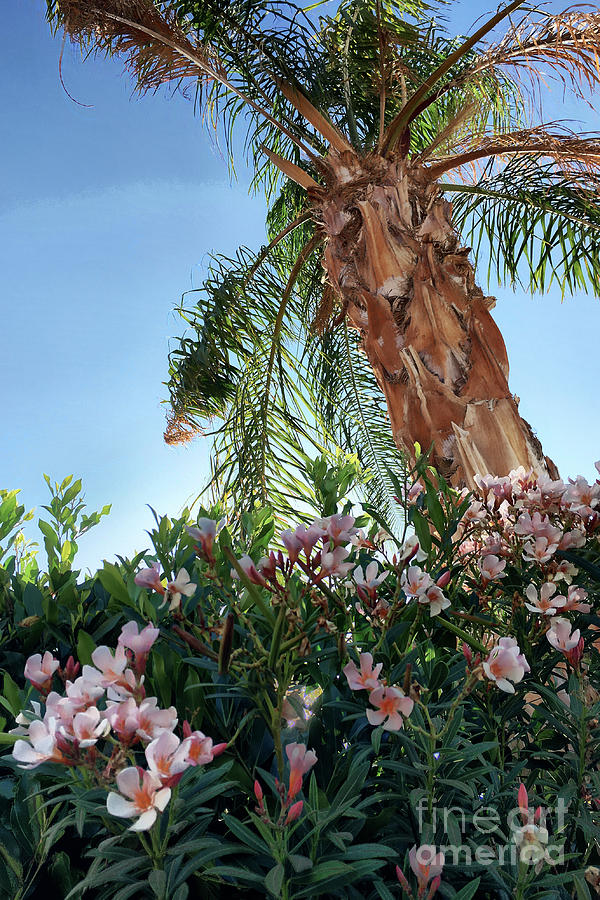 Palm Flowers Photograph by Steve Ondrus