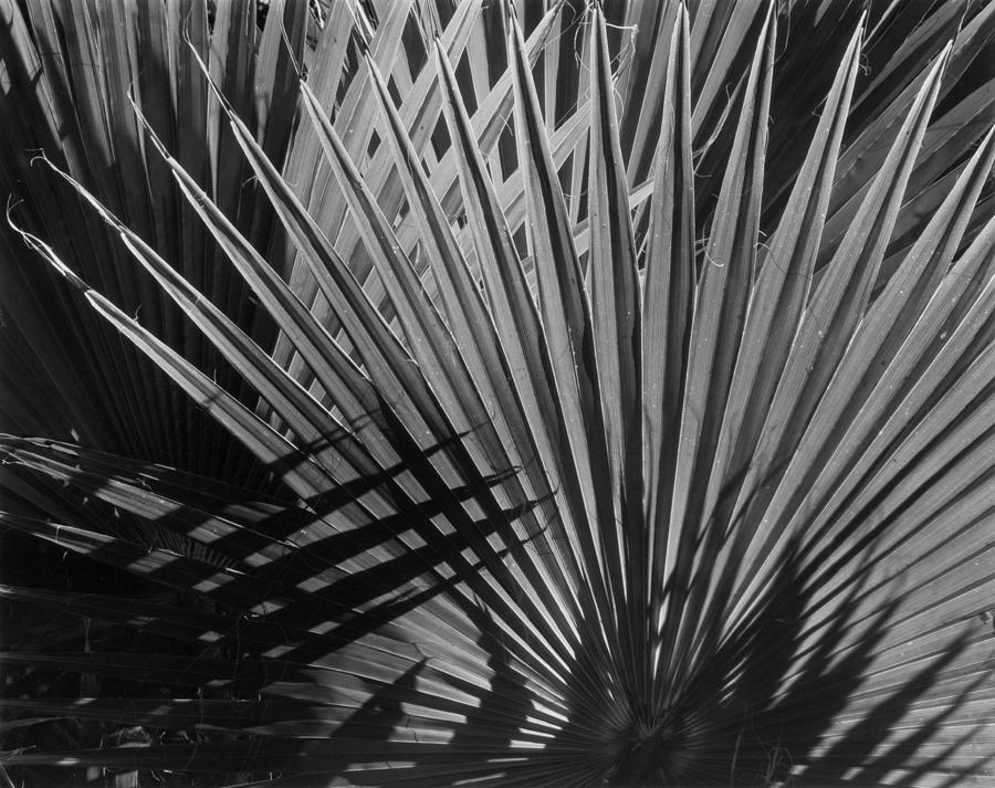 Palm Fonts Photograph by John Gilroy