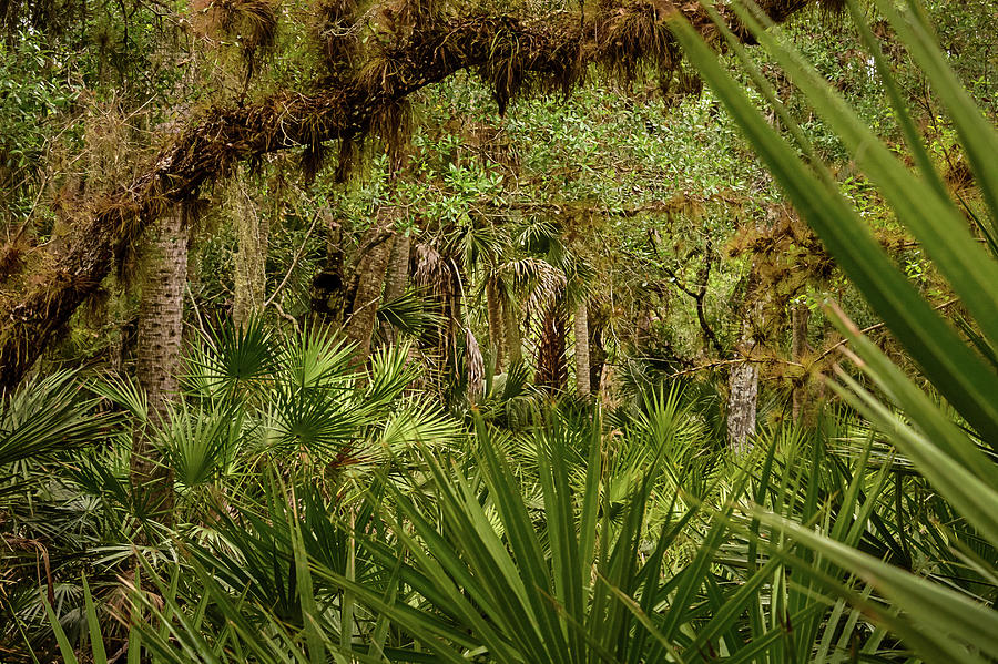 Nature Photograph - Palm Forest by Robert Mitchell