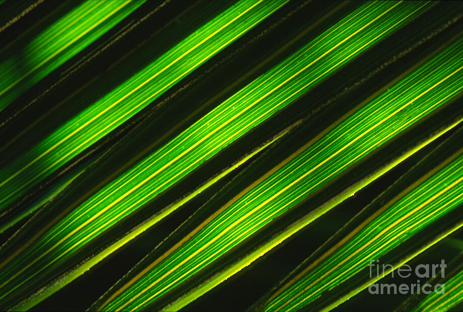 Palm Frond Abstract Photograph by Sandra Bronstein