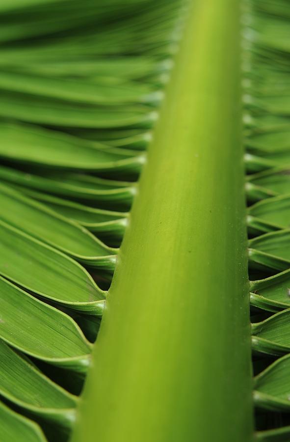 Palm Frond as Architecture Photograph by Heidi Fickinger