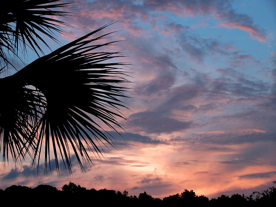 Palm Frond at Dusk Photograph by Peggy Urban