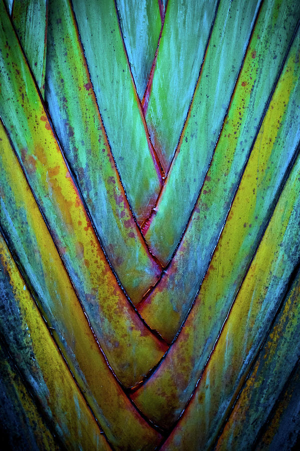 Palm Frond Photograph by Atom Crawford