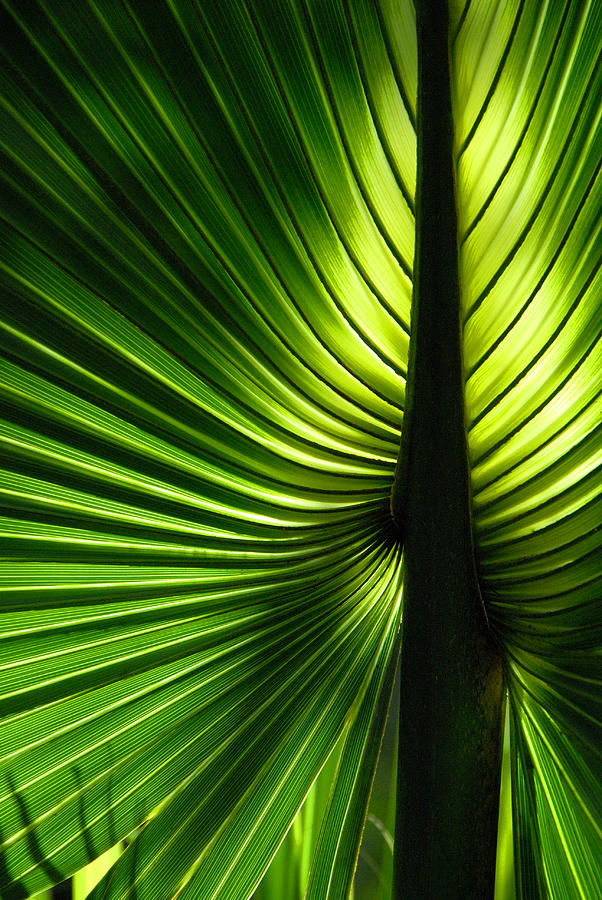 Palm Frond Photograph by Frances Miller