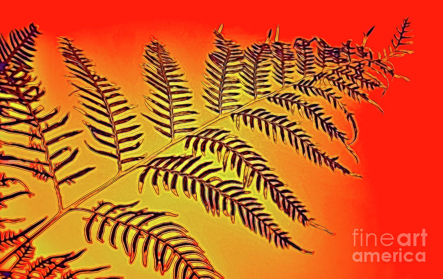 Palm Frond in the Summer Heat Photograph by Kaye Menner