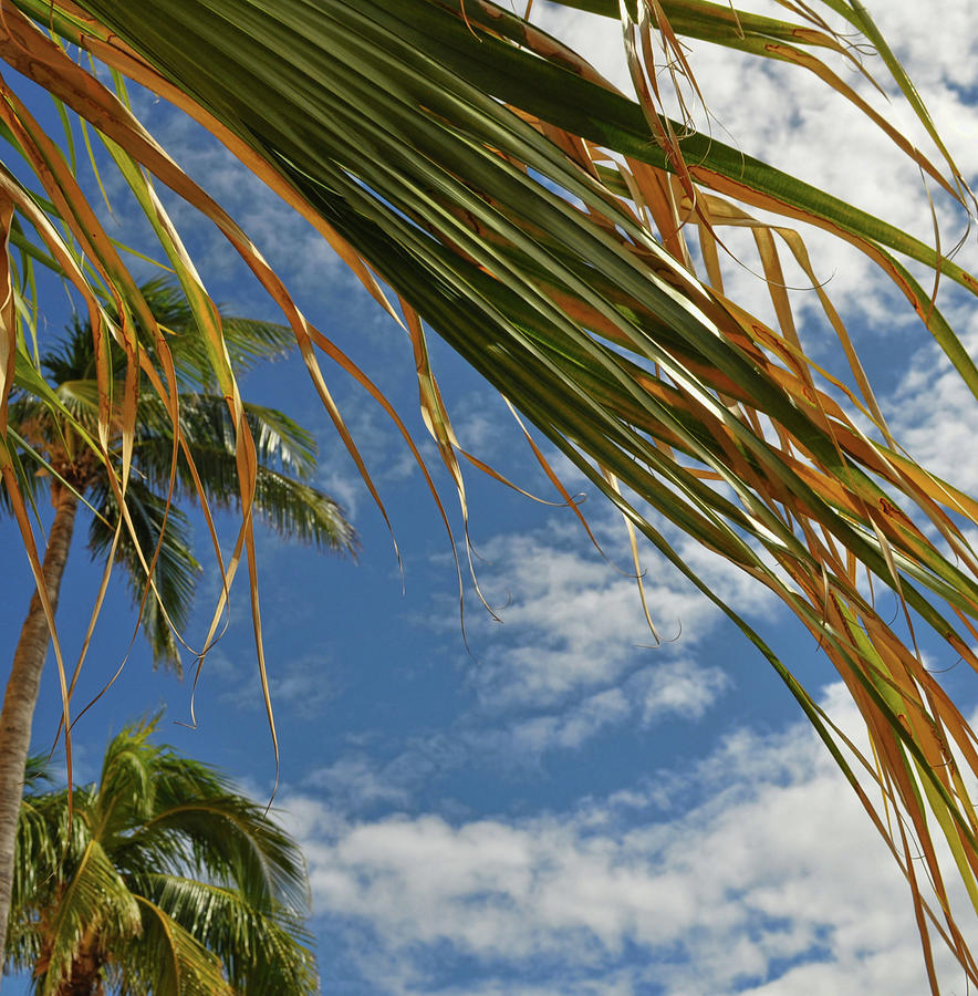 Palm Frond Photograph by Jamart Photography