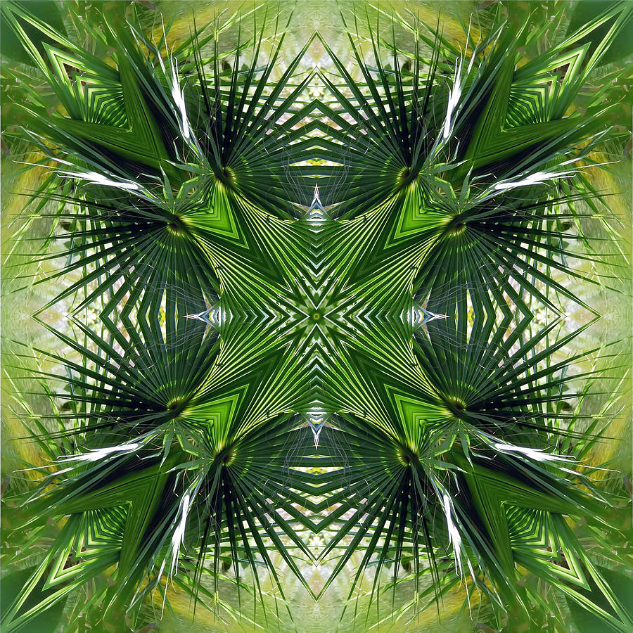 Palm Frond Kaleidoscope Photograph by Frances Miller