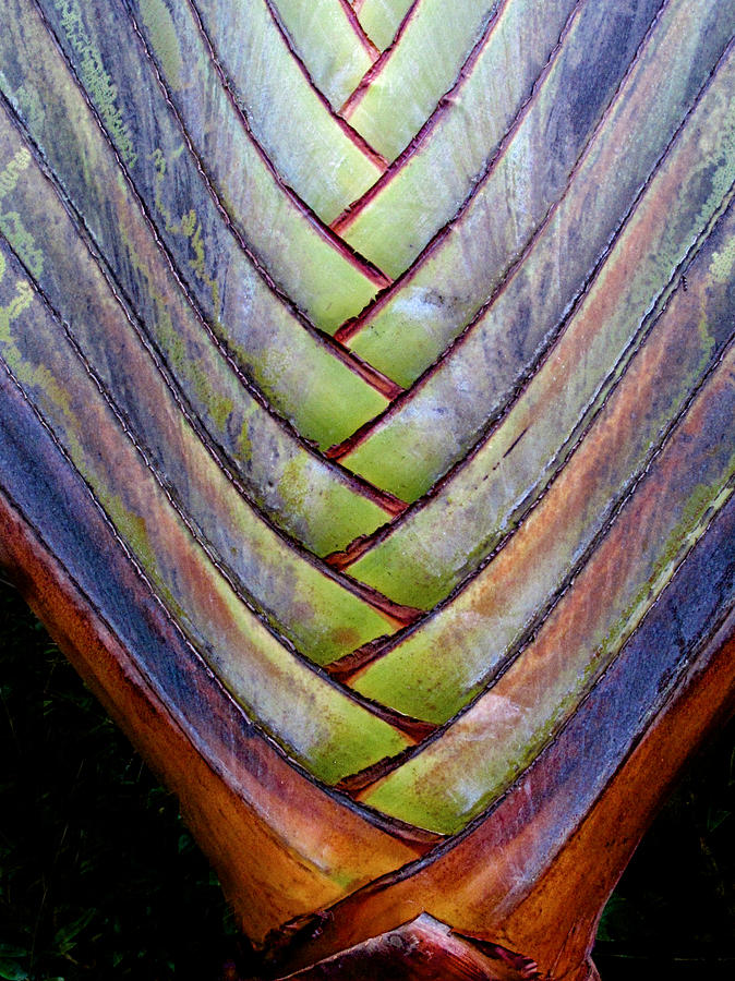 Palm Frond Photograph by Mark Egerton