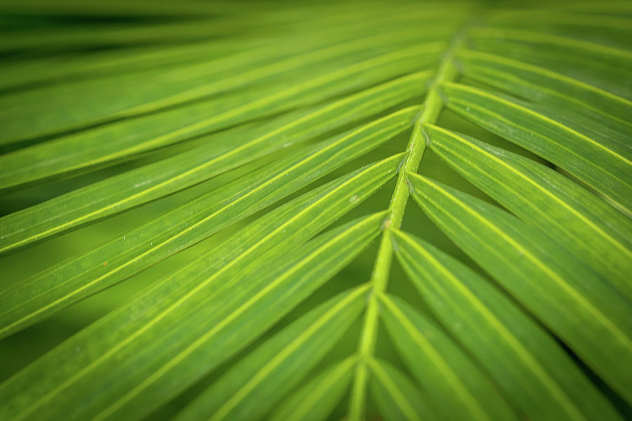 Palm Frond Photograph by Paul Freidlund