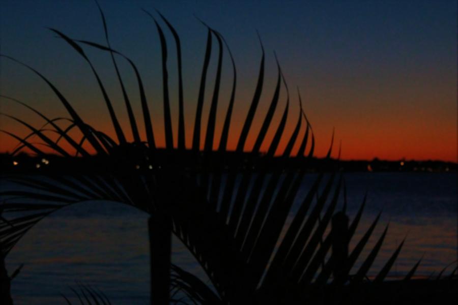 Palm Frond Sunset Photograph by Robert Wilder Jr