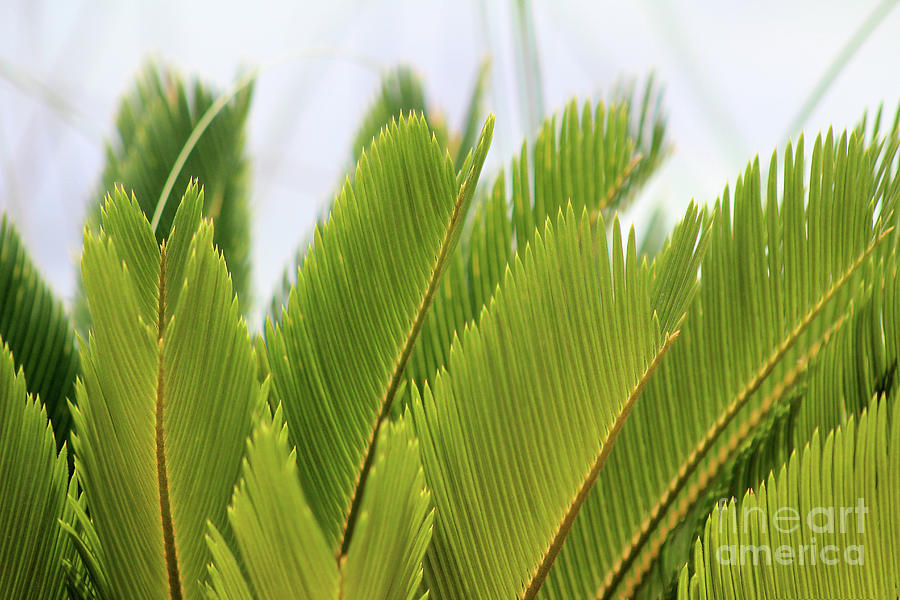 Palm Fronds #1 2016 Photograph by Karen Adams