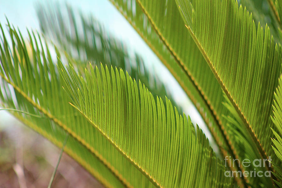 Palm Fronds #2 2016 Photograph by Karen Adams