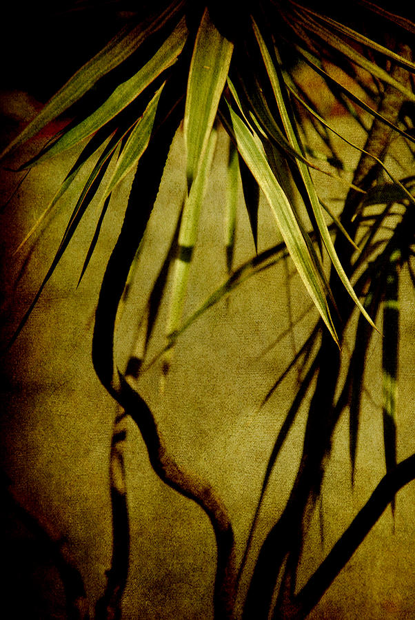Abstract Photograph - Palm fronds are green by Susanne Van Hulst