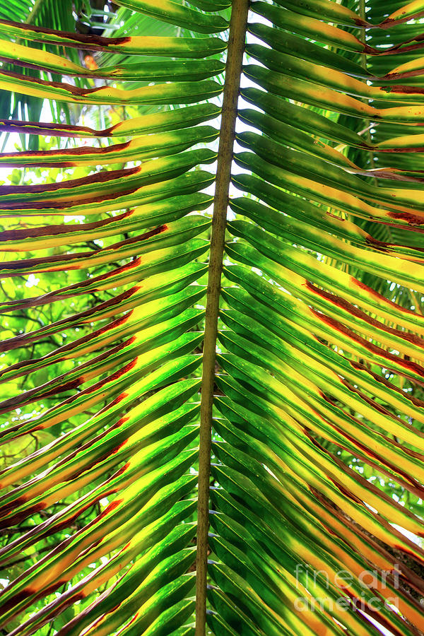 Palm Fronds at Isla Zapatillas Panama Photograph by John Rizzuto