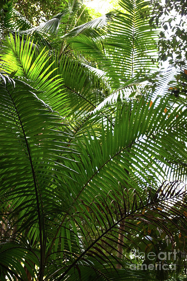 Palm Fronds Photograph by Cassandra Buckley