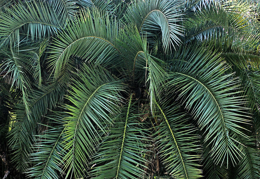 Palm Fronds Photograph by Kristin Elmquist