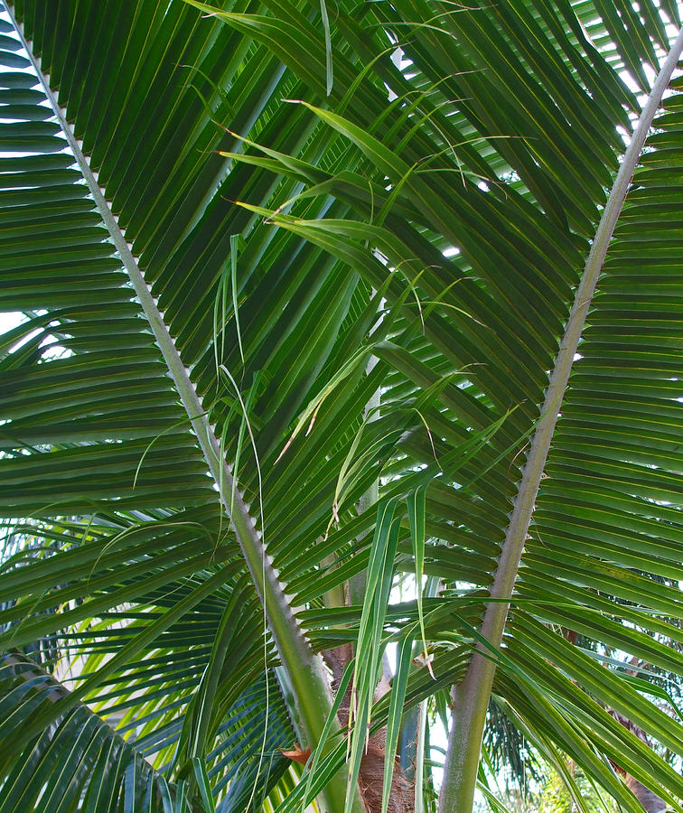 Palm Fronds Photograph by Maria Keady - Fine Art America