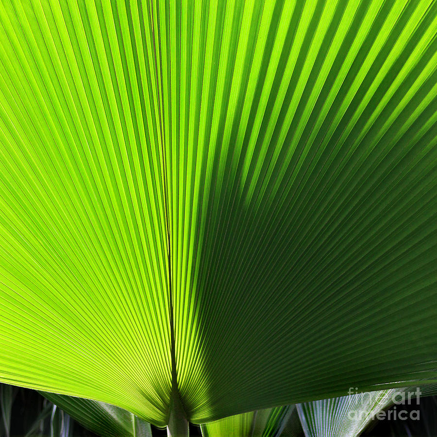 Palm Fronds Square Photograph by Karen Adams