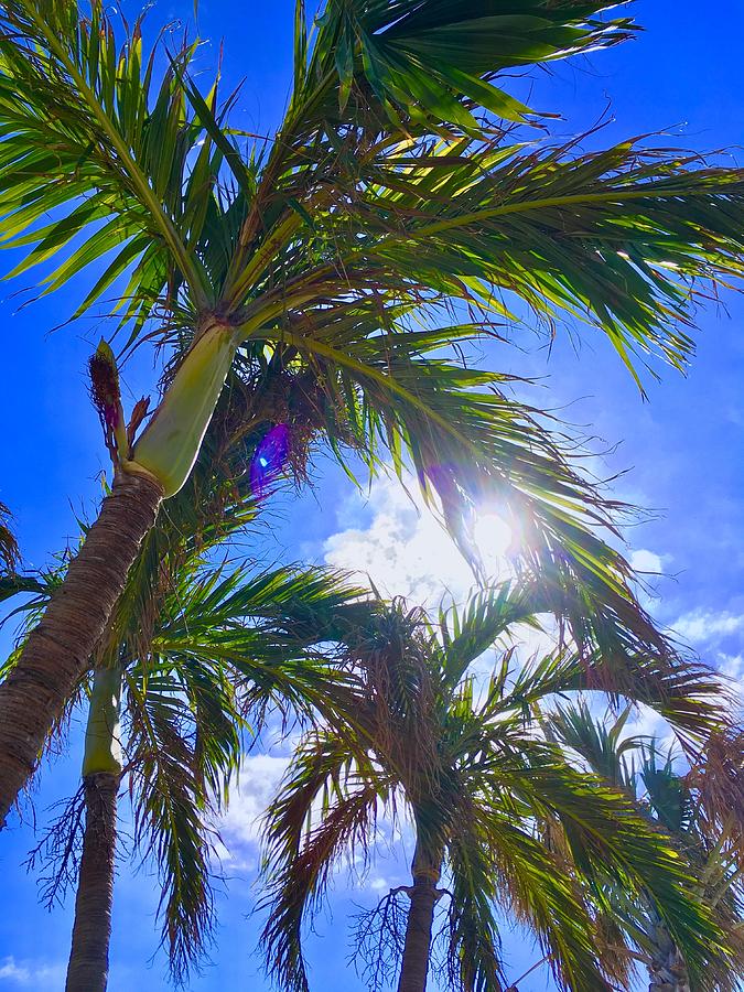 Paradise Photograph - Palm Gazing by Kevin Karolewicz